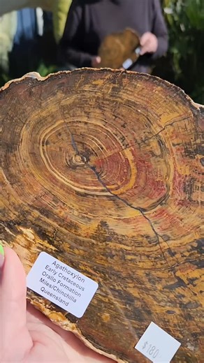 35 reactions | Agatholoxylon rounds from the early Cretaceous period existing around the same time and place as the Australoventor. These pieces have been beautifully cut and polished right here on site by our incredible staff. #crystalworld #dinosaur #fossils #geology #prehistoric #australia | Crystal World Exhibition Centre | Facebook