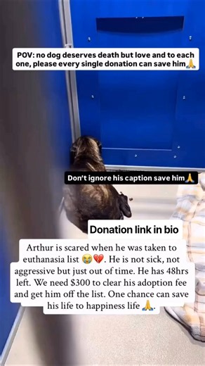 please don't ignore Arthur to be deleted on the euthanasia list through your donation