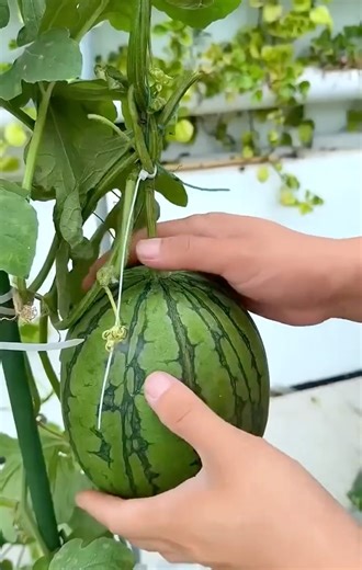 Japanese people grow vegetables indoors #farming #shorts