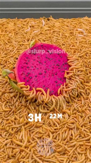 Festive Chaos with Octopus and Gyoza