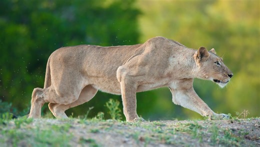 Do Any Animal Species Actively Hunt Humans As Prey?