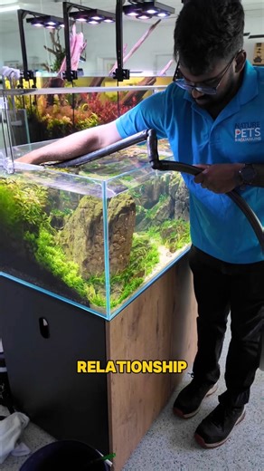 34K views · 903 reactions | If you’re struggling with an unruly aquarium come speak to us in Blackburn, Melb Australia But be warned, we need to know all the saucy details to get to the bottom of it!  #aquascaping #aquarium #aquariumhobby #fishtank #plantedtank | Nature Pets & Aquariums | Facebook