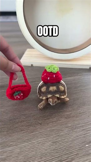 Cute Dressed Turtles Compilation 🐢