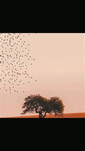 Emm_Buddy #urdushayari #poetry #urdupoetry #poetrystatus #fyppppppppppppppppppppppp