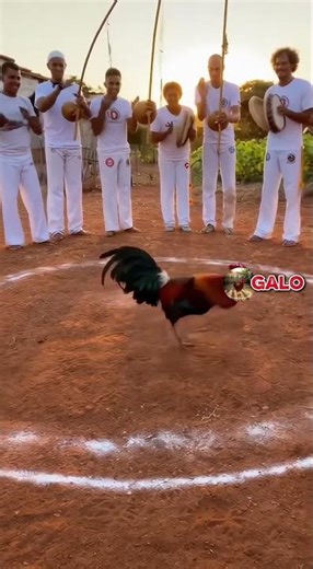 OLHA O QUE ACONTECEU QUANDO O GALO ENTROU NA RODA 😱🥋#shorts