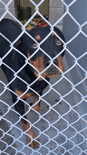 Tiny Rottweiler Puppy Ready for Adoption 😭🐶