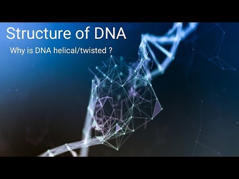 DNA double helix structure |why is DNA twisted/helical?|