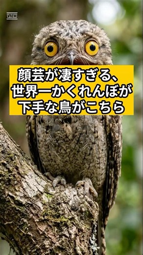 [Evolutionary Glitch] This bird perfectly disguised as a "tree branch" is unreal #trivia #shorts ...