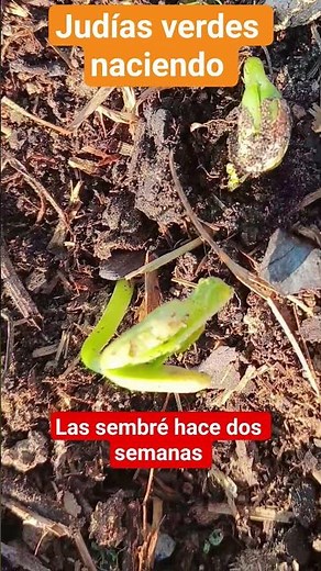 Judías verdes/Porotos/Vainitas/Chanchas/Ejotes/Frijoles/Judías de Lima/Tureng#Judias verdes naciendo