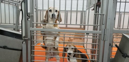 New Footage: Beagles ‘Factory-Farmed’ and Sold for Experimentation - PETA UK