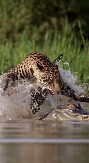 How Jaguars Hunt with Precision