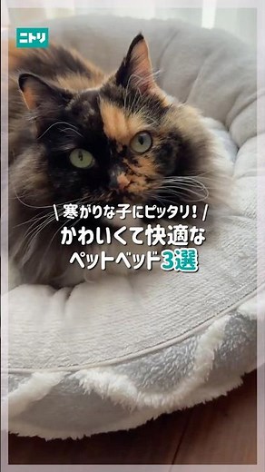 Perfect for pets who are sensitive to the cold! 3 cute and comfortable pet beds #Nitori #Nitori p...
