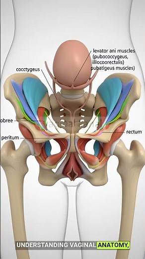 Vaginal Anatomy Explained: 3D Animations for Medical Students