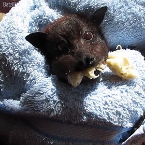 27K views · 319 reactions | Look at this cute flying fox! It looks it's having a great weekend! And what are your plans for today? | Freemake | Facebook