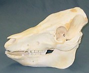 Skeleton and skull supplier