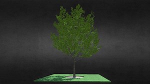 Maple tree - Download Free 3D model by atrodler