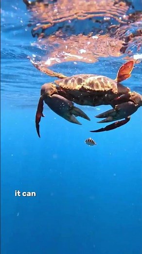 Swiming Crab: This Crab Has Built In Jetpacks! 🦀🚀