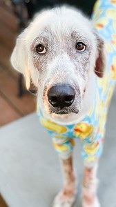 Great Pyrenees puppy goes door to door looking for a home 💕 | Rocky Kanaka