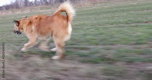 Dog run fast side tracking 4K, Terrier Dog running along path running through the grass , tracking shot of agile dog