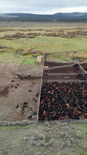 652K views · 6.9K reactions | Weaning day!It’s hard to beat the view from above!Hit that follow button for more day to day ranch life. | Rancher Ryan | Facebook