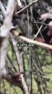 How to do PRUNING on a Weeping Cherry Tree Properly! #shorts