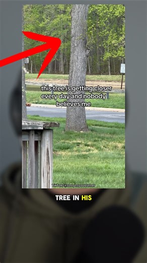 His tree is MOVING closer every day!! 😳