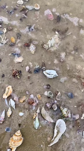 Seashell paradise, QLD, Australia #fyp #shellcade #seashells #viral