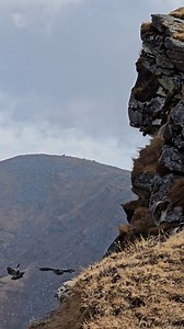 #Himalayan #birds Gopee Bisht | Gopee Bisht
