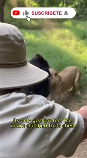 Lion Attacks Gorilla as It Fights to Protect Its Baby