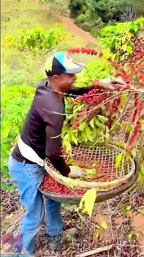 Fast and efficient coffee harvesting tools