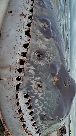 Massive Unknown Sea Creature Washes Up on UK Beach | Unsettling Footage Shocks Visitors Raw cameraphone footage from a quiet British beach captures a huge, shark-like creature washed up across the shoreline. The pale, mottled body stretches far beyond the frame, its gills cracked and motionless while stunned onlookers keep their distance. Seagulls circle but refuse to land, adding to the eerie atmosphere. #SeaCreature #BeachFootage #UKBeach #StrangeFind #UnidentifiedAnimal #ShorelineSighting #Vi