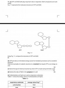 11. (a) ATP and NAD both play important roles in respiration. B... | Filo
