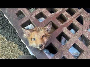 He Was Crying For Help But As He's A Fox So No One Care Until...