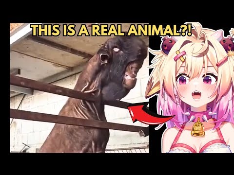 Animals That Are NIGHTMARE FUEL | Rosiebellmoo Reacts To Casual Geographic