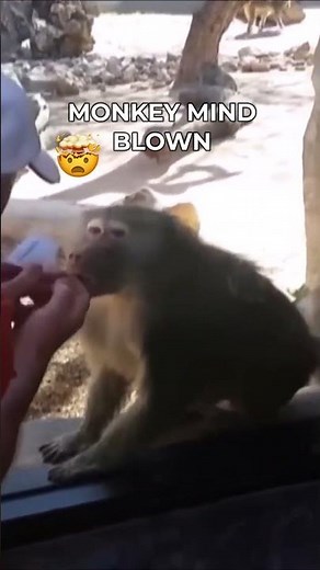 Monkey Sees Magic Trick For The First Time #monkey #magictricks #funnyanimals #shorts #animalshorts