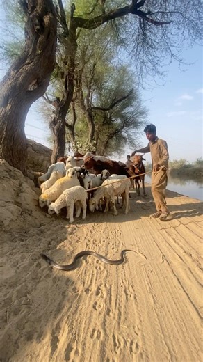When a snake appears in front of the herder, all his animals get scared