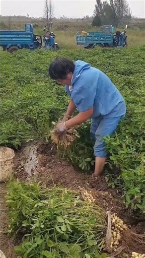 Amazing Peanut Harvesting Process | Modern Groundnut Farming Techniques #shorts