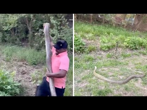 Viral video shows 8-foot python on Atlanta's Beltline