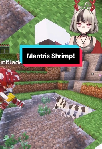 Never pick a fight with a mantis shrimp @PhoenixSolBlade #minecraft #twitch #vtuber #streamer #mantisshrimp Did you know that mantis shrimp boil the water when they punch?