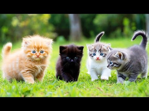 Kitten Videos for Cats to Watch Kittens