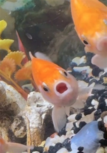 My Fish Are Plotting Against Me: A Funny Encounter