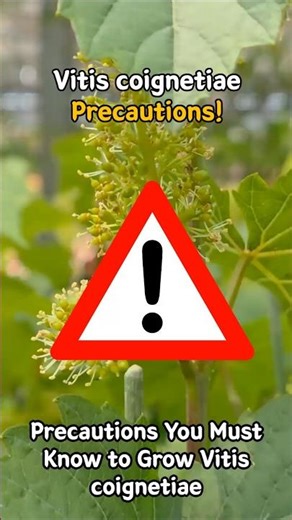 Vitis coignetiae care Vitis coignetiae