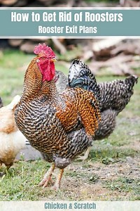 6 Ways to Get Rid of Roosters - Rooster Exit Plans