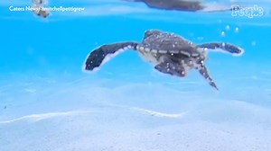 Giant Snapping Turtle Dubbed ‘Chonkosaurus’ Spotted in Chicago River