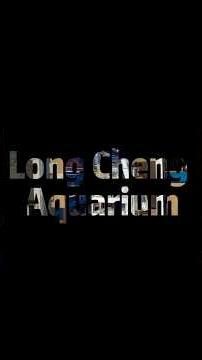 008🇸🇬 Long Cheng Aquarium 探店 | 整洁好逛，新手养鱼首选！大鱼活饵超多🐠 #Singapore #FishShop