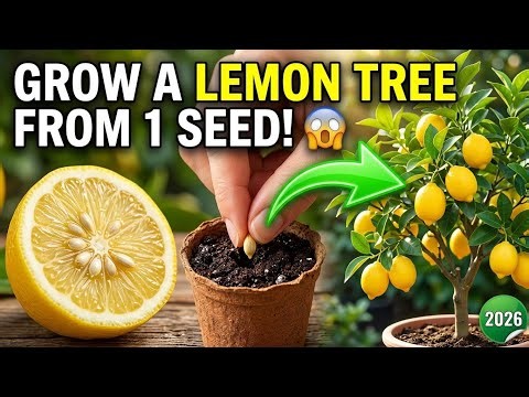 How to Grow a Lemon Tree from Seed 🍋 | Beginner's Guide for 2026