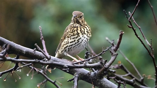 Turn An Ordinary Kitchen Essential Into A Cute Yard Feature Birds Will Love