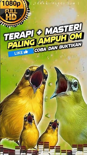 Terapi Pleci Paling Ampuh Disertai Masteran Pleci full Tembakan !!!