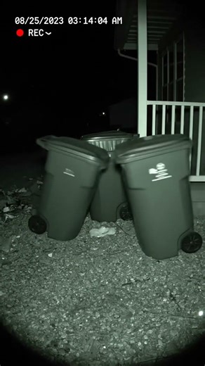 Something knocked over every trash can at 3 AM