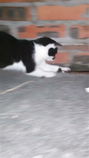 "A duel between a cat and a centipede 😨"